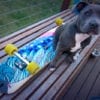 39" DOLPHIN CRUISER 2.0 - Image 4
