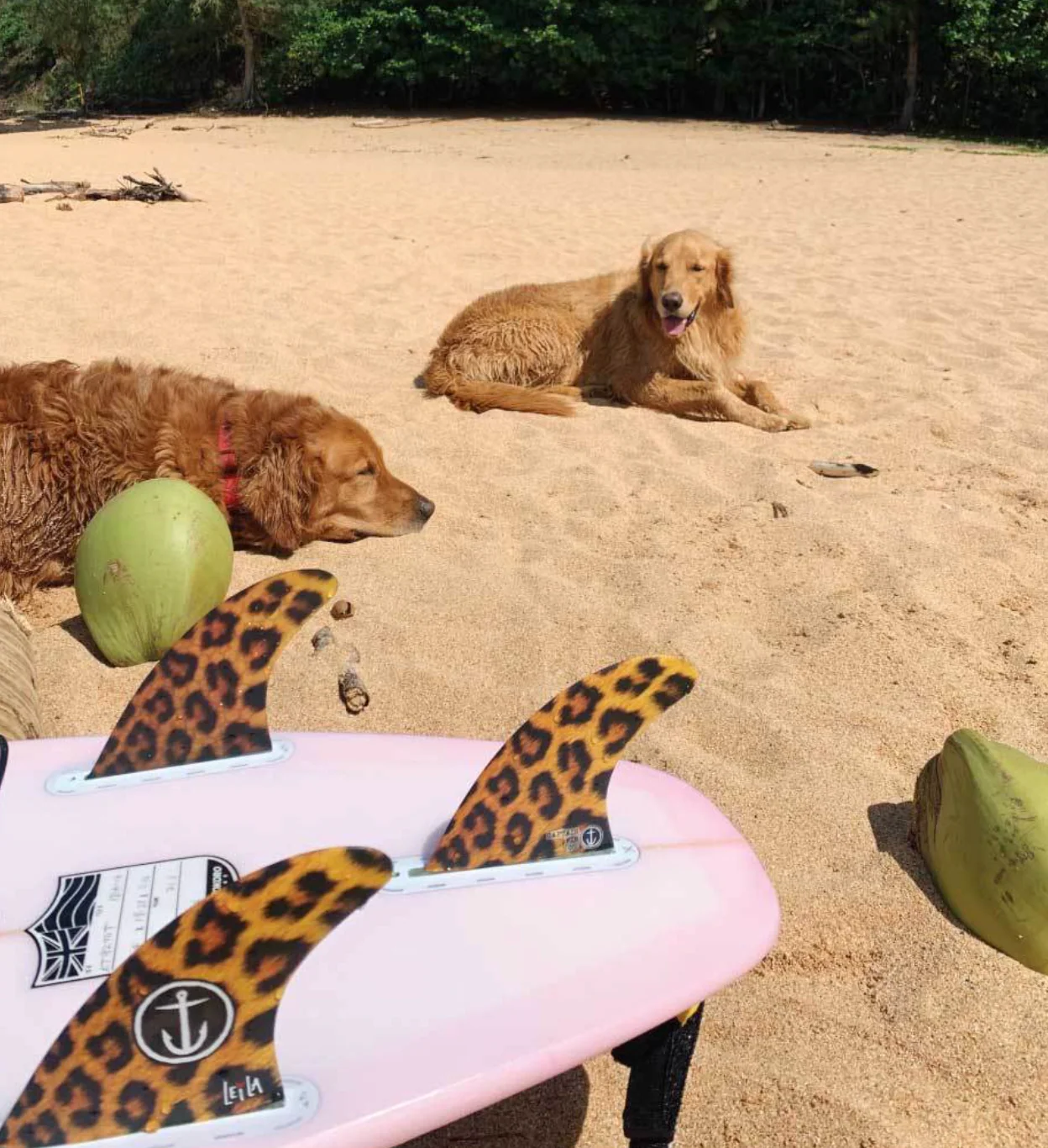 LEILA HURST CHEETAH FINS - Image 2